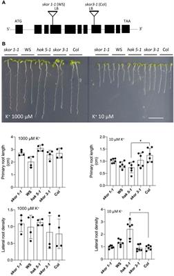 Xylem K+ loading modulates K+ and Cs+ absorption and distribution in Arabidopsis under K+-limited conditions
